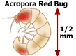 et_parasite_redbug1.gif