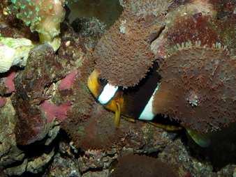 clown and anemone2_resize.jpg