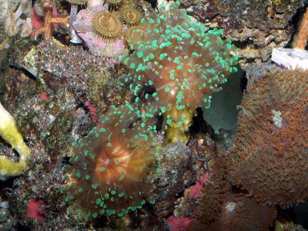 frogspawn6.jpg