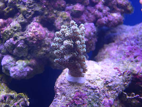 green-tabletop-acro-7-18-03.jpg