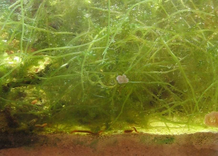 look at the worms, and there's lots of pods too!