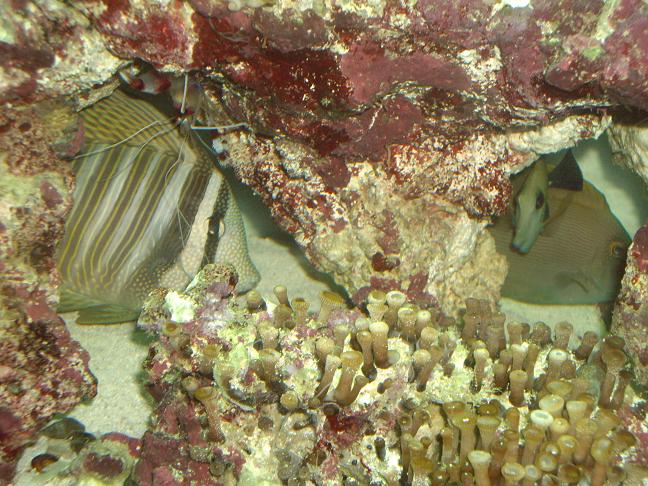 sailfin, coral banded shrimp, scopa, and kole (they did not like the flash)