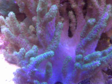 green polyp leather.jpg