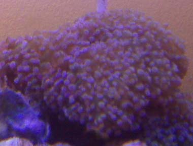 frogspawn.jpg