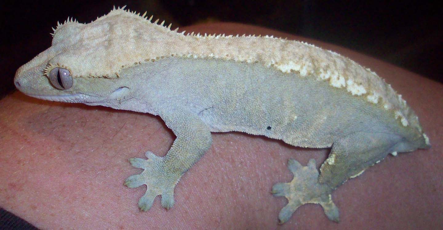 pastel patternless female partial pin.JPG