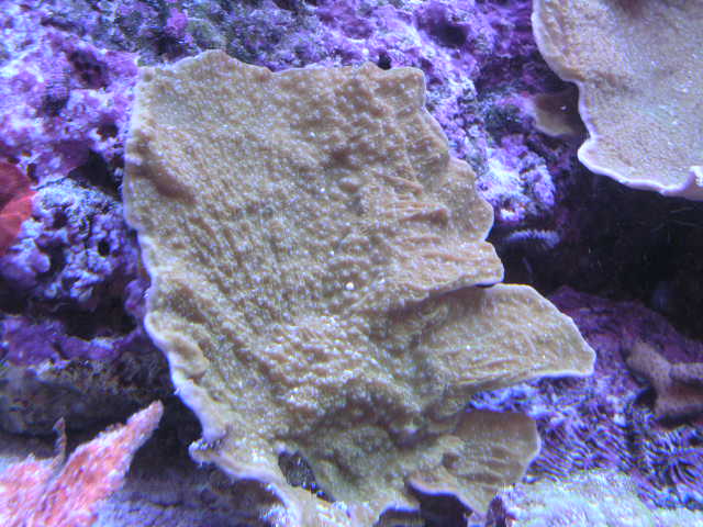 Large Green w/ blue polyps Monti cap