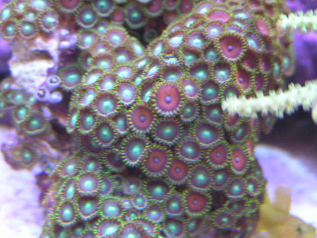 Green Zoas