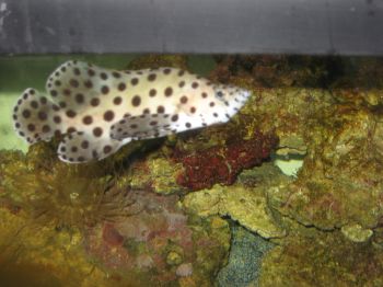 grouper.jpg