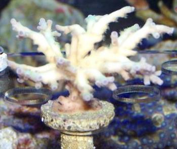 Acropora loripes.jpg