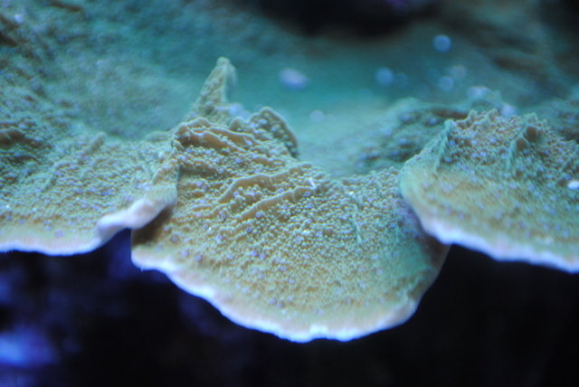 Green w/Blue polyps Monti Cap