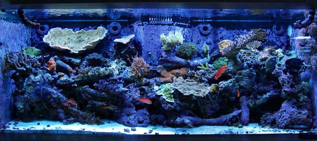 small display tank.jpg