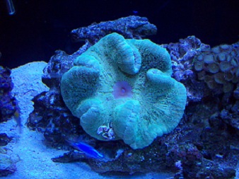 for sale 001.JPG