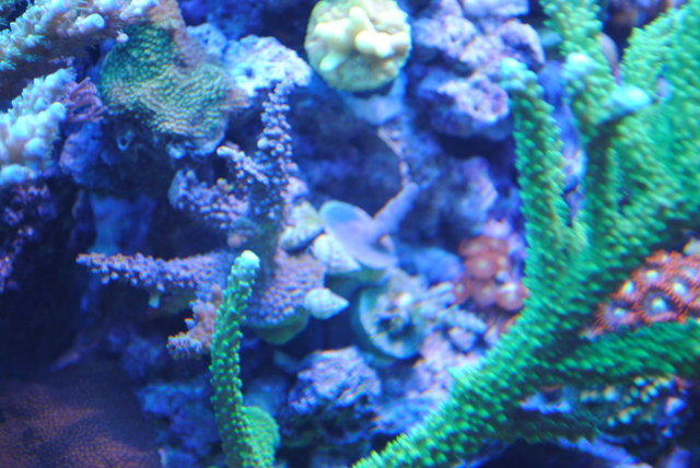 Here is my purple monster frag