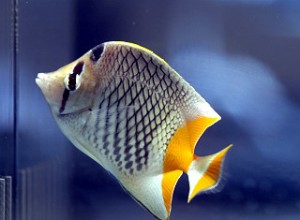 pearlscale-butterfly-fish-300x220.jpg