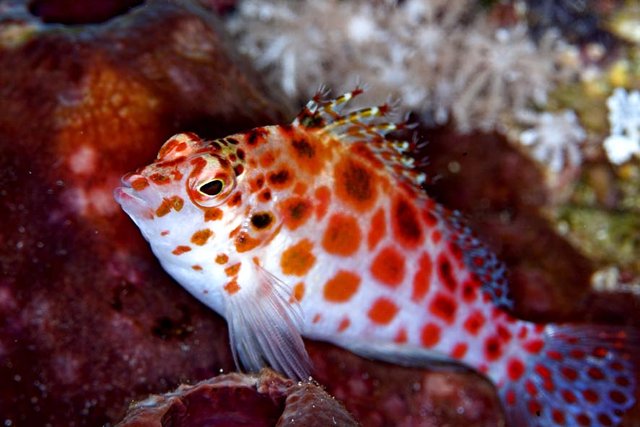 CQ 05 Pixy hawkfish 1.jpg