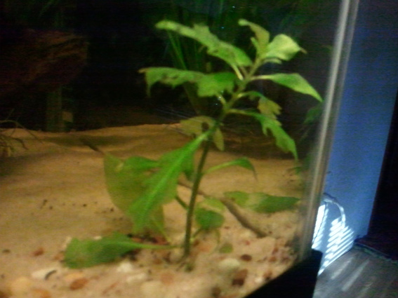 2011-01-17154332.jpg
