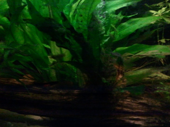 2011-01-17154343.jpg
