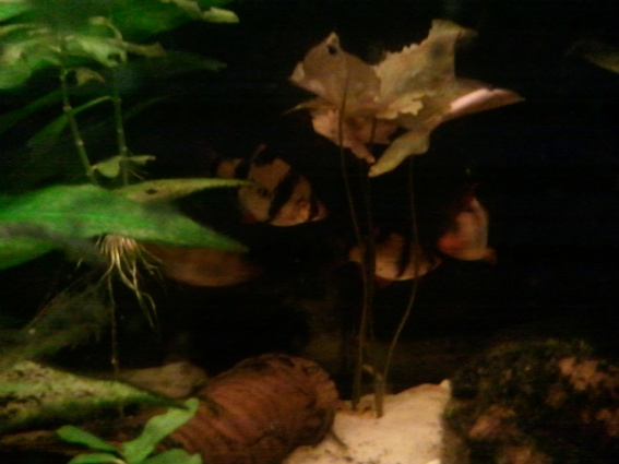 2011-01-17154650-1.jpg
