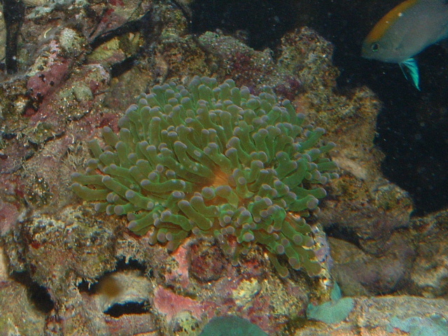 frogspawn0621.JPG