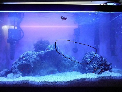 ever feel like your being watched??? look realy close at the live rock....