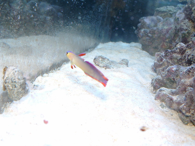 firefish9-28-03.JPG
