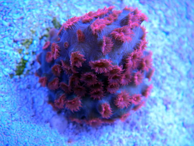 cyphastrea.jpg