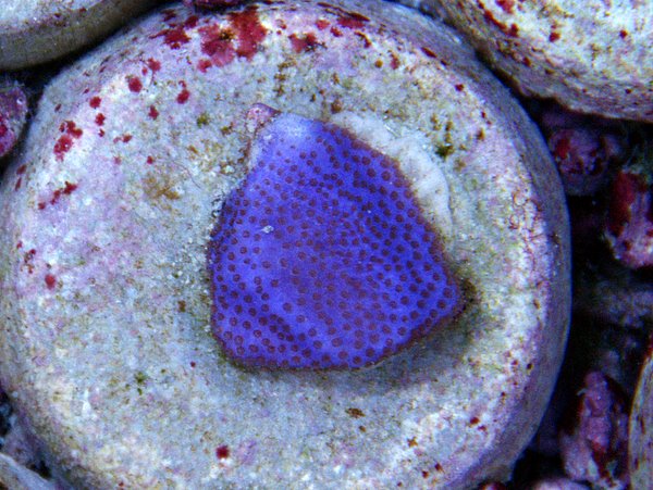 Purple_Haze_frag1.jpg