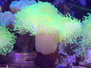 ORA yellow polyp toadstool