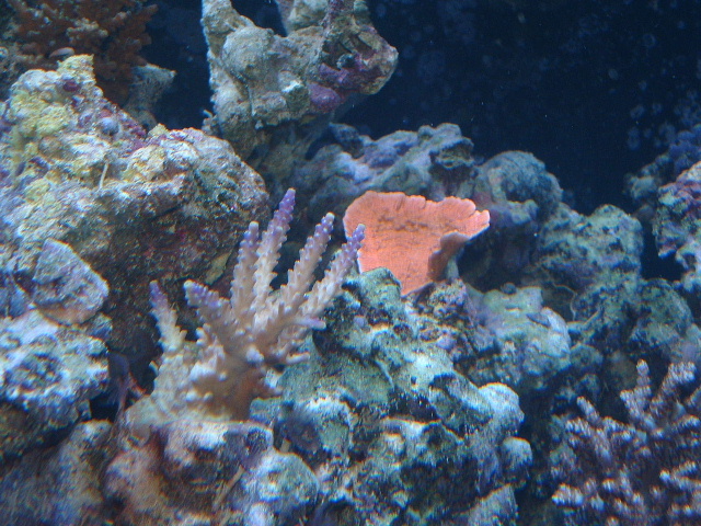 orangecap10-05-03.JPG
