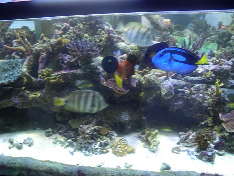 blue-tang.jpg