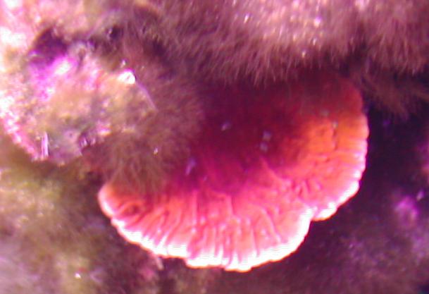 orange Montipora Capricornis