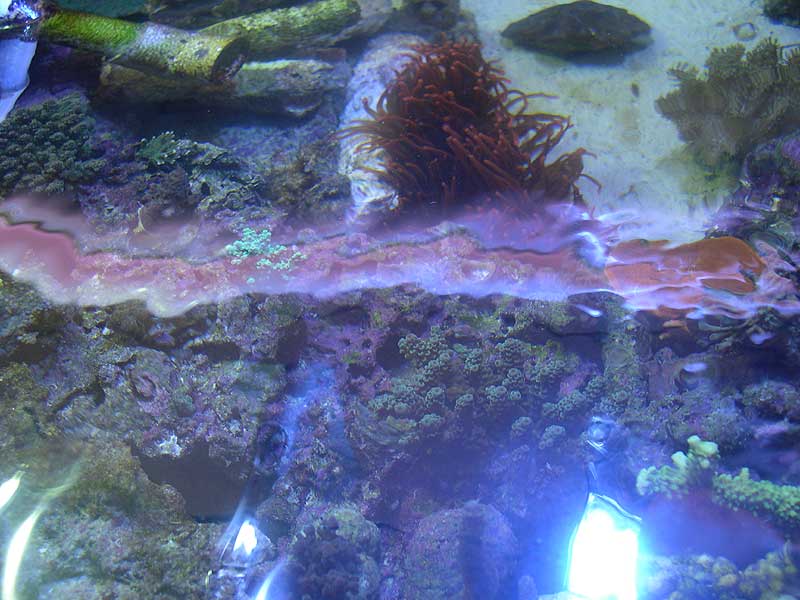 top-of-kens-tank.jpg