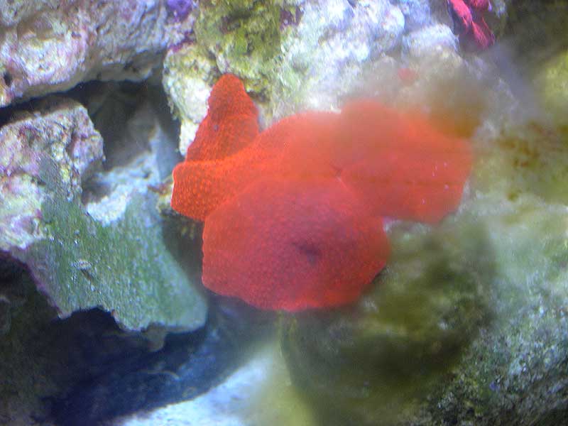 neon-mushrooms.jpg