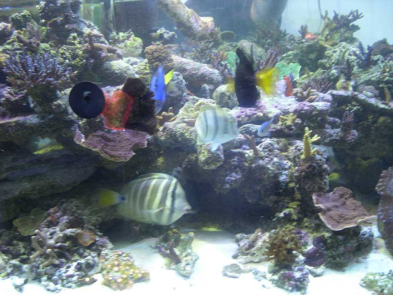 munchn-on-algae.jpg