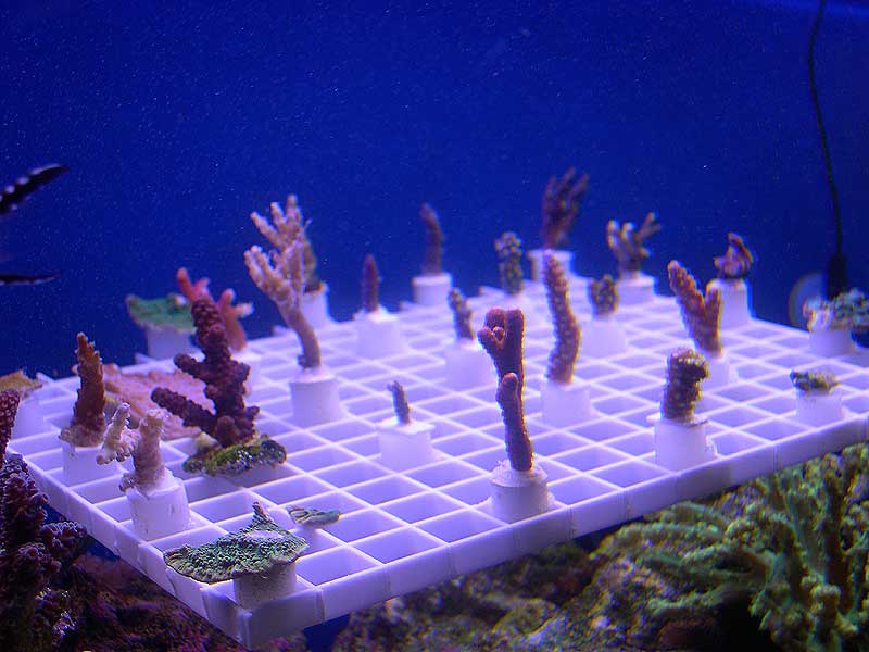 my-frag-rack.jpg