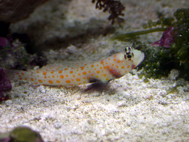 new_goby.jpg