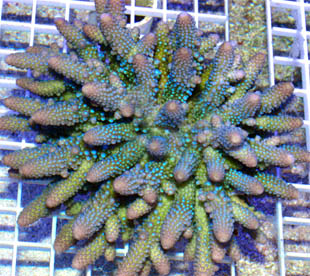 Acro6.jpg