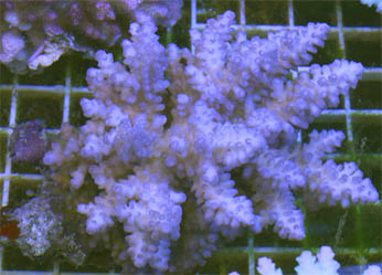 Acro5.jpg
