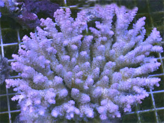 Acro4.jpg