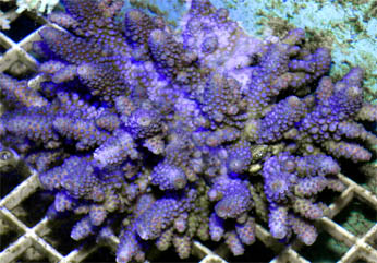 Acro2.jpg
