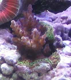 frag 5