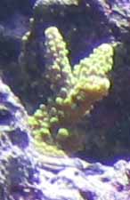 frag 4