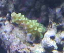 frag 3