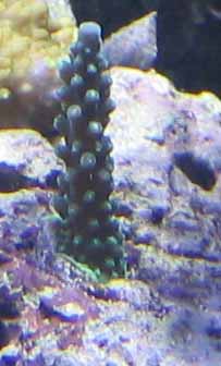 Acro 1
