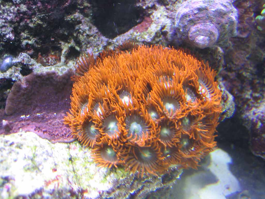 orange zoos