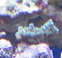 frag 8