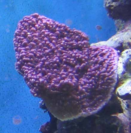 frag 10