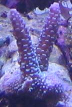 Pic016frag.jpg