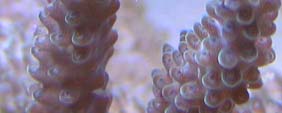 Pic024macro.jpg