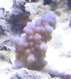 babyblueacrofrag4.jpg